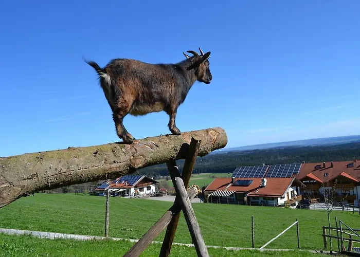 Bauernhof Bussjaegerhof Böbing